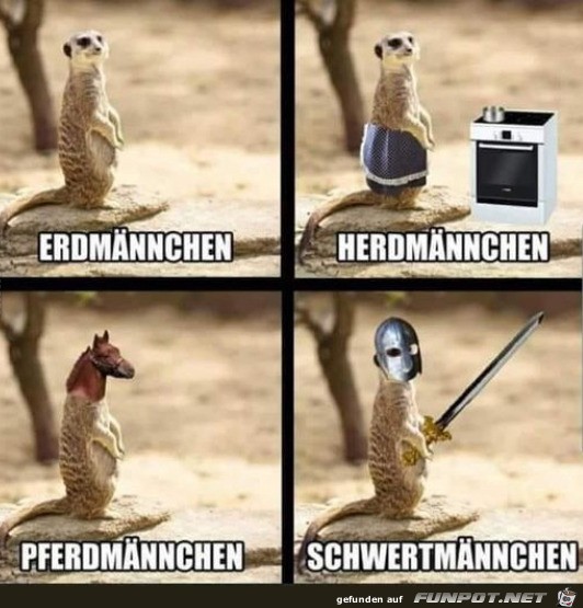 Erdmännchen